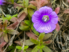 Campanula feijoana