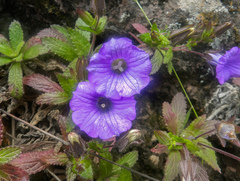 Campanula feijoana