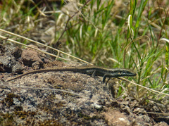 Chioninia fogoensis