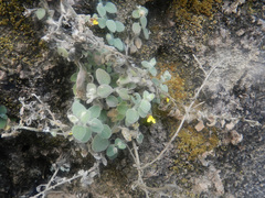 Nanorrhinum