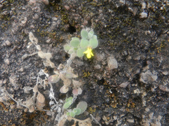 Nanorrhinum