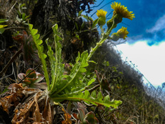 Sonchus daltonii