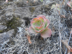 Aeonium gorgoneum