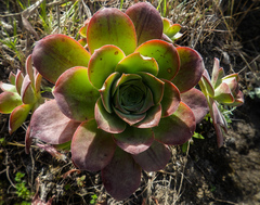 Aeonium gorgoneum