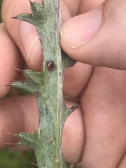 Cirsium lecontei