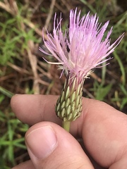 Cirsium lecontei