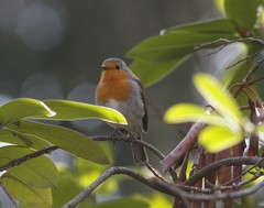 Erithacus rubecula