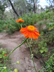 Adenophyllum squamosum