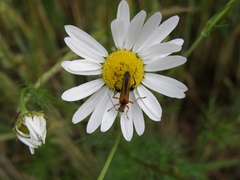Oedemera podagrariae