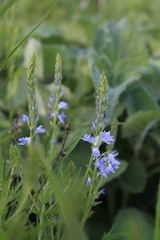 Veronica austriaca jacquinii