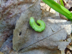 Orthosia hibisci