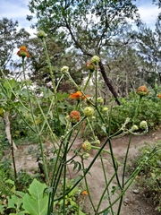 Adenophyllum squamosum