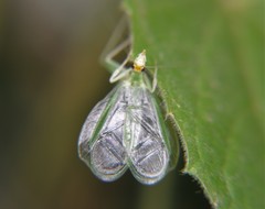 Oecanthus rohiniae
