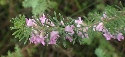 Image of Indigofera pappei by (c) Nicola van Berkel, some rights reserved (CC BY-SA)