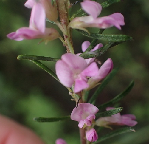 Image of Indigofera pappei by (c) Nicola van Berkel, some rights reserved (CC BY-SA)