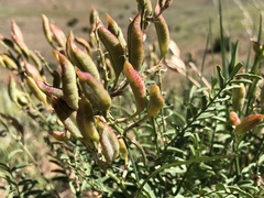 Astragalus eremiticus