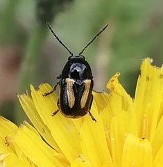 Cryptocephalus vittatus