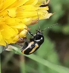 Cryptocephalus vittatus