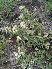 Guardiola tulocarpus