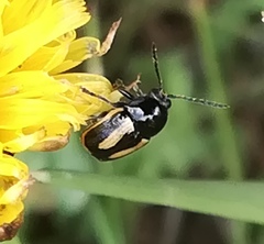 Cryptocephalus vittatus