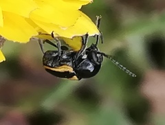 Cryptocephalus vittatus