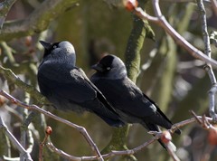 Corvus monedula
