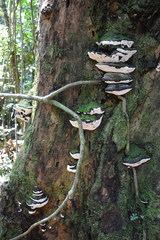 Hornodermoporus martius