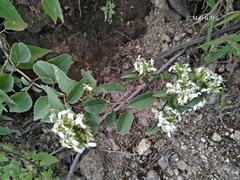 Guardiola tulocarpus