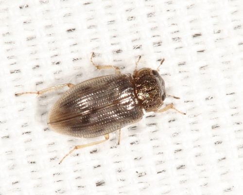 Helophorus