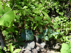 Pseudotrillium rivale