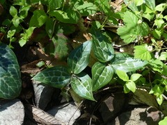 Pseudotrillium rivale
