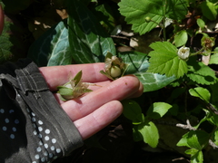 Pseudotrillium rivale
