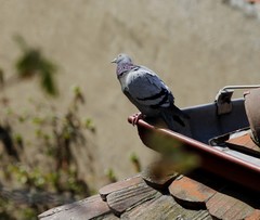 Columba livia domestica