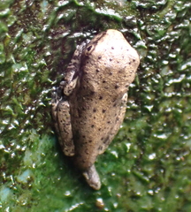 Osteopilus dominicensis