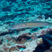 Cigar Wrasse - Photo (c) DavidR.808, some rights reserved (CC BY-NC), uploaded by DavidR.808