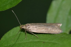 Acompsia cinerella