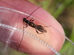 Molorchus umbellatarum