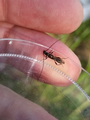 Molorchus umbellatarum
