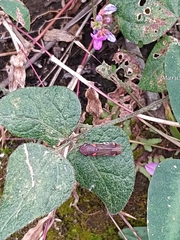 Oncometopia rufipennis