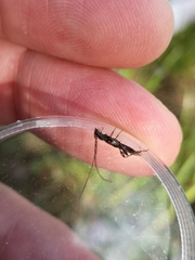 Molorchus umbellatarum