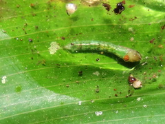 Diptera