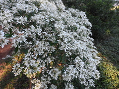 Euphorbia leucocephala