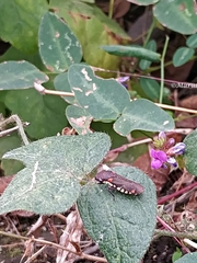 Oncometopia rufipennis