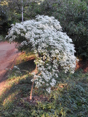 Euphorbia leucocephala