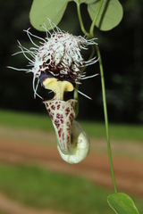 Aristolochia surinamensis