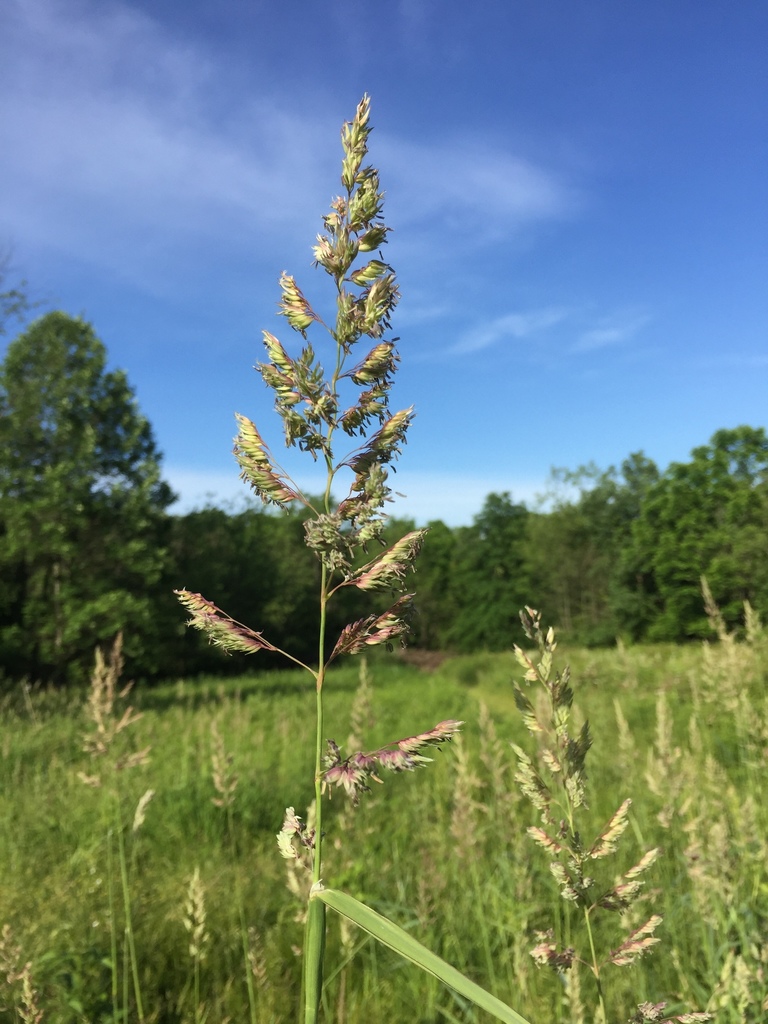 reed canary grass (Invasive Plants of Massachusetts) · iNaturalist