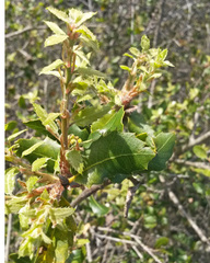 Quercus wislizeni frutescens