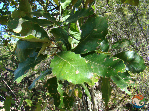 Quercus liebmannii, photograph 5
