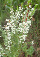 Struthiola dodecandra