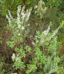 Struthiola dodecandra